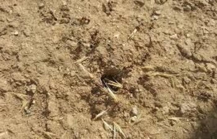 تم الإجابة عليه: لماذا حبة القمح التي يخزنها النمل تحت التراب لا تنبت