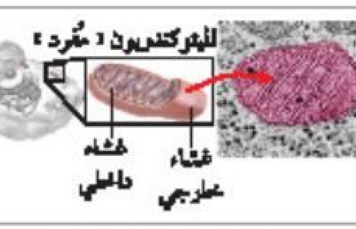ملخص درس التراكيب الخلوية والعضيات - تركيب الخلية ووظائفها