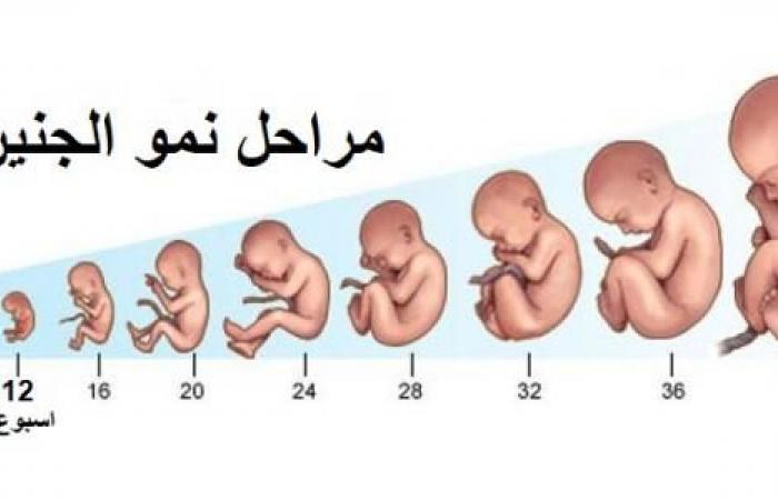 مراحل نمو الجنين – ترند اليوم سؤال وأجوبة لجميع المتابعين في الوطن العربي