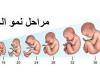 مراحل نمو الجنين – ترند اليوم سؤال وأجوبة لجميع المتابعين في الوطن العربي