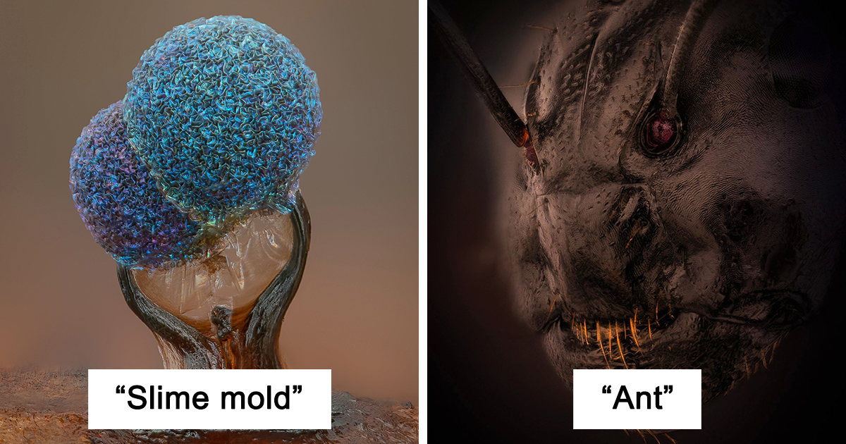 فيما يلي أفضل الصور المجهرية ، كما أعلنتها مسابقة Nikon Small World Photomerography 2022 (35 صورة)