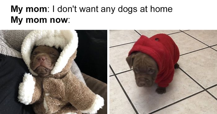 28 أم لاتينية لا تريد كلبًا على الإطلاق