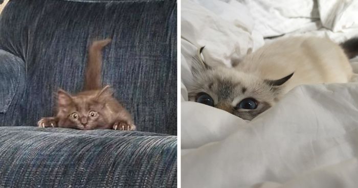 30 قطة صغيرة تستعد لهجومها التسلل الأول والذي ربما لن يكون خادعًا للغاية