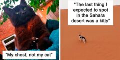“Catspotting” هي مجموعة على فيسبوك يشارك فيها الأشخاص أفضل اللقاءات غير المتوقعة مع القطط (40 صورة)