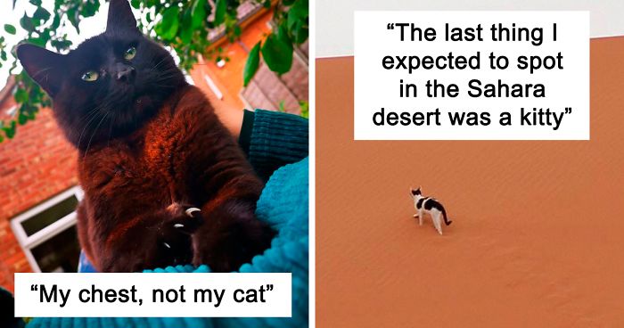 "Catspotting" هي مجموعة على فيسبوك يشارك فيها الأشخاص أفضل اللقاءات غير المتوقعة مع القطط (40 صورة)