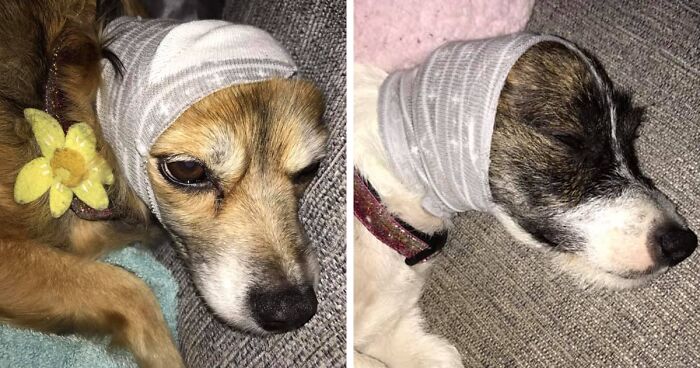 إليك حيلة سريعة لتهدئة الحيوانات الأليفة المتوترة أثناء الألعاب النارية باستخدام زوج من الجوارب فقط