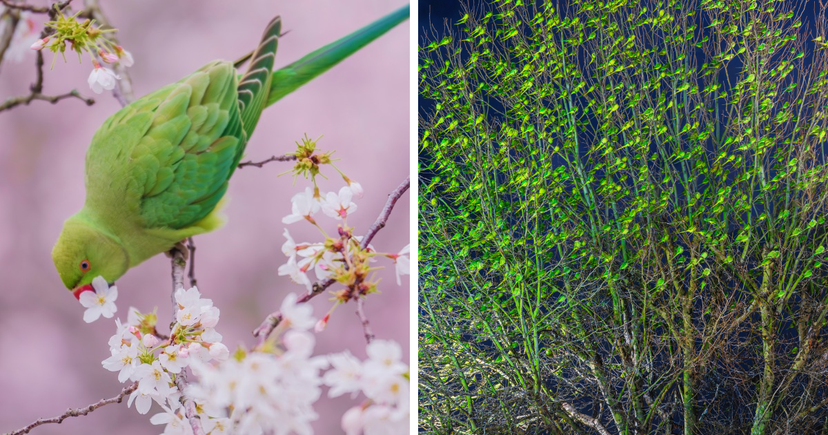 اعتقدت أن الشتاء قد تحول إلى اللون الأخضر في لندن، حتى أدركت أنه كان هناك ألف ببغاء (35 صورة)