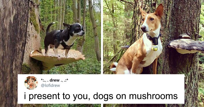 الكلاب التي تقف على الفطر هي الشيء المفضل الجديد على الإنترنت (26 صورة)