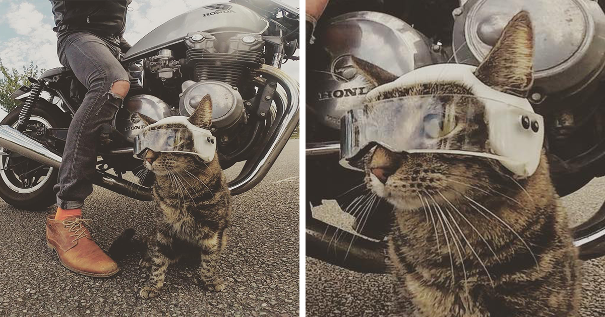 المالك يجلب قطته في كل مكان ويذهبان معًا في جميع أنواع المغامرات المجنونة (29 صورة)