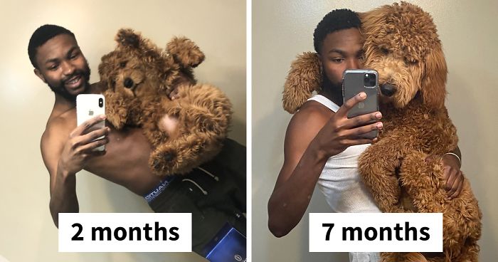 ينشر الأشخاص على تويتر صورًا لكلابهم على شكل جرو صغير مقابل. كيف يبدون الآن (30 صورة)