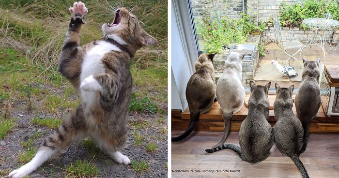 29 متأهلاً للتصفيات النهائية المضحكة لجوائز صور الحيوانات الأليفة الكوميدية من Mars Petcare لعام 2020