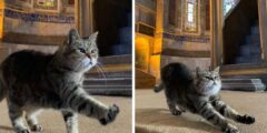 القطة المقيمة الشهيرة في آيا صوفيا بإسطنبول (30 صورة)