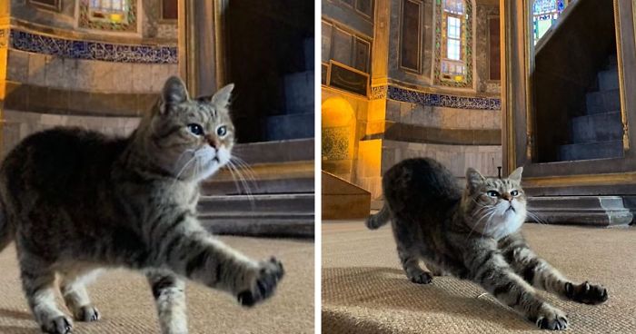 القطة المقيمة الشهيرة في آيا صوفيا بإسطنبول (30 صورة)