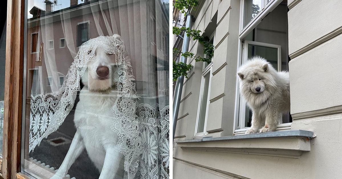 تم القبض على 80 كلبًا رائعًا وهم ينظرون من النوافذ، كما تمت مشاركتها على صفحة Instagram هذه