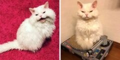 قطة فيروسية تجعلها تعابير وجهها تبدو وكأنها تحكم على الآخرين دائمًا (30 صورة)