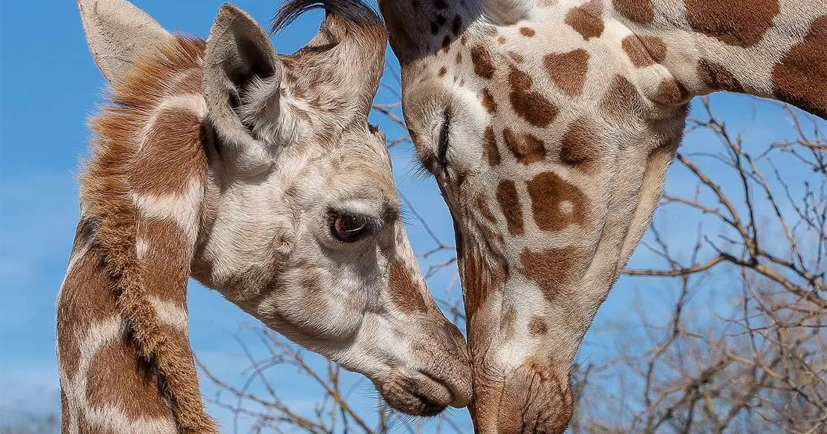 لحظات مهمة في تصوير الحياة البرية (50 صورة جديدة)